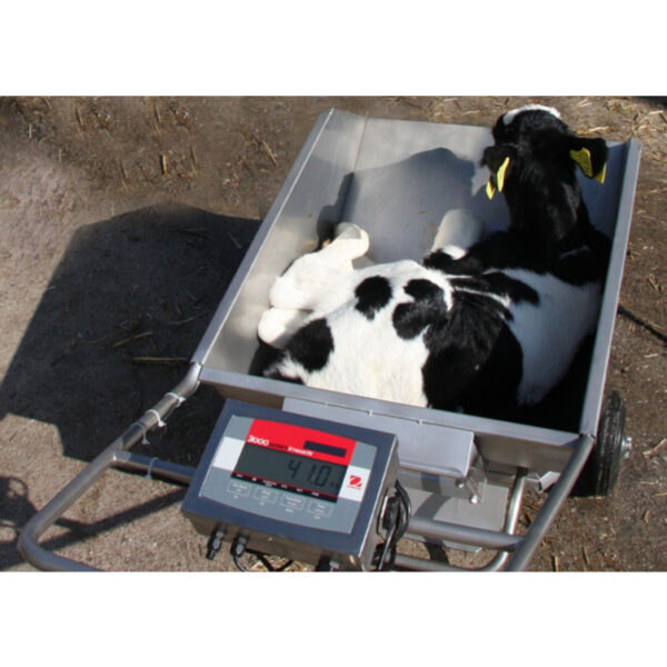 Weighing of calves in Haase calf scale trolley